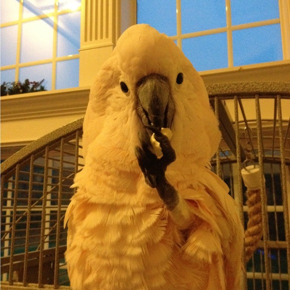 This is my Abigail, Lexi and Crikit - Picture 10 of 13